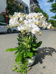 Lan Hồ Điệp 080