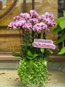 Lan Hồ Điệp 081