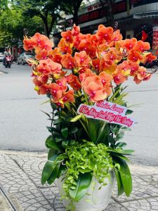 Lan Hồ Điệp 084