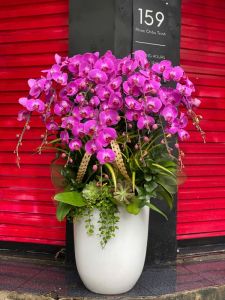 Lan Hồ Điệp 086