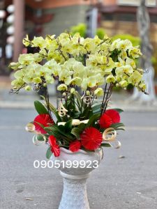 Lan Hồ Điệp 008