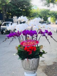 Lan Hồ Điệp 007