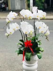 Lan Hồ Điệp 006