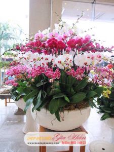 Lan Hồ Điệp 022