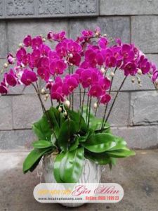 Lan Hồ Điệp 023